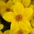 Close-up of a bright yellow flower with a blurred yellow background