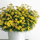 Bidens Namid™ Early Yellow