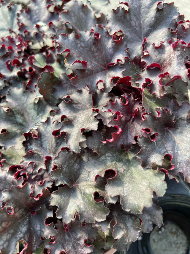 Close-up of a plant with gray, green and red leaf pattern