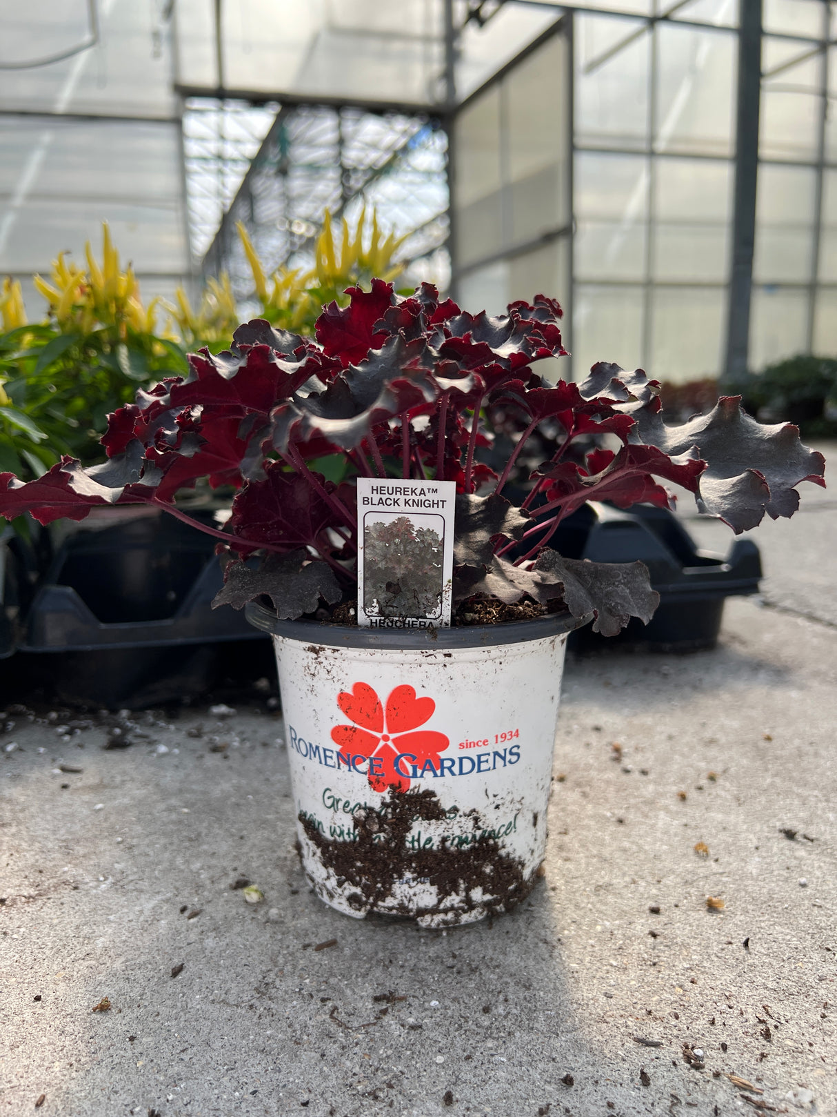 Potted plant with a visible label on a concrete surface