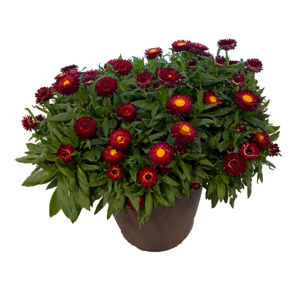 Potted plant with red flowers and green leaves on a white background