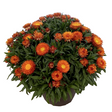Potted plant with bright orange flowers and green leaves on a white background