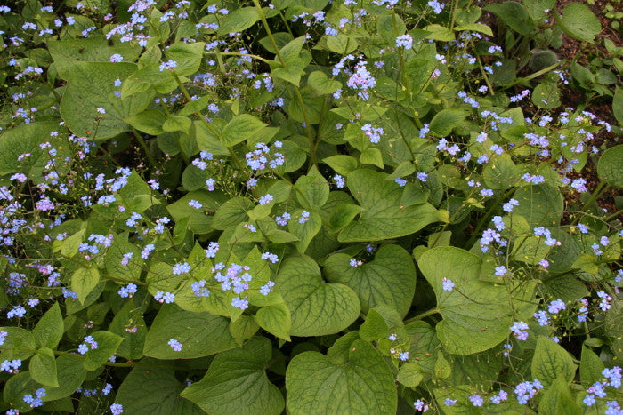 Brunnera macrophylla