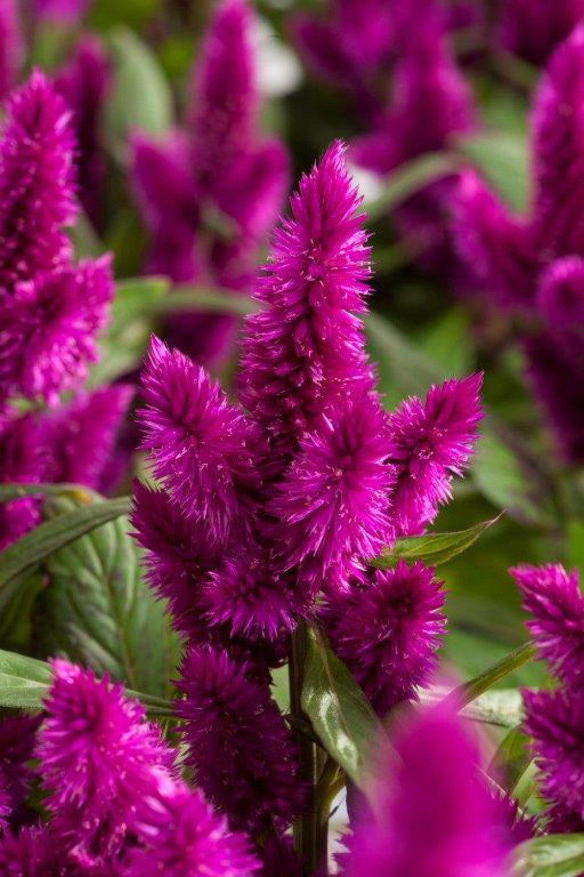 Celosia Intenz™ 'Dark Purple' – Romence Gardens & Greenhouses