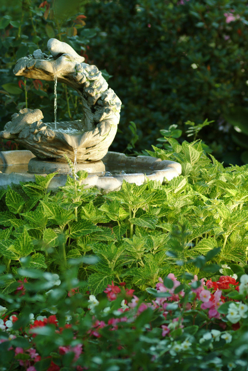 Coleus Solenostemon hybrida 'Electric Lime'