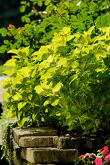 Coleus Solenostemon hybrida 'Electric Lime'