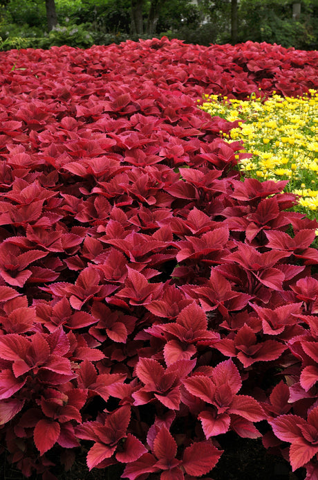 red foliage