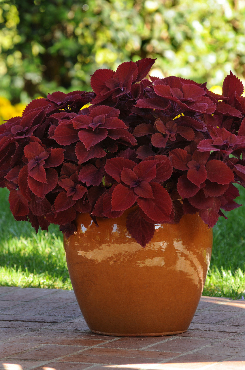 red foliage in a pot