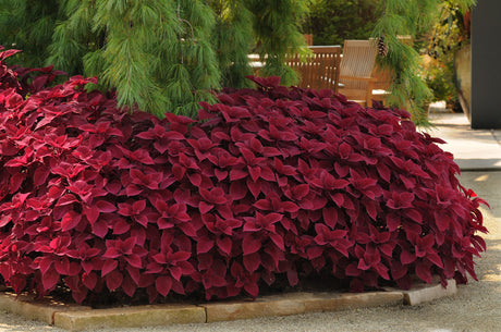 A large cluster of red foliage