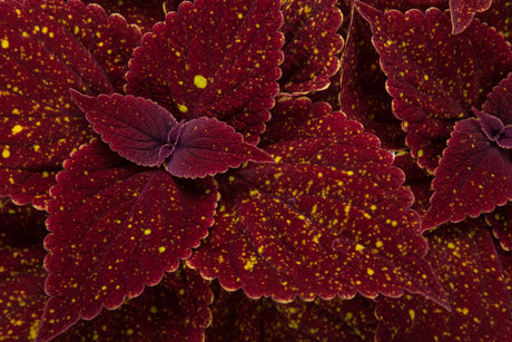 Close-up of maroon leaves with yellow spots