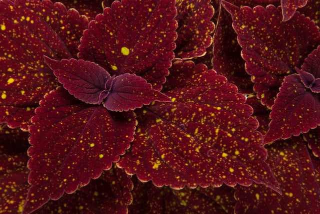 Close-up of maroon leaves with yellow spots