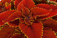 Close-up of red and yellow coleus leaves