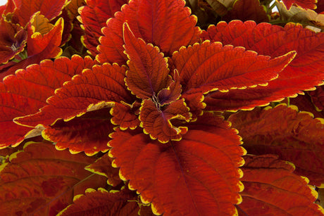 Close-up of red and yellow coleus leaves