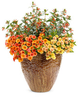 Calibrachoa hybrid 'Superbells® Double Amber' combination