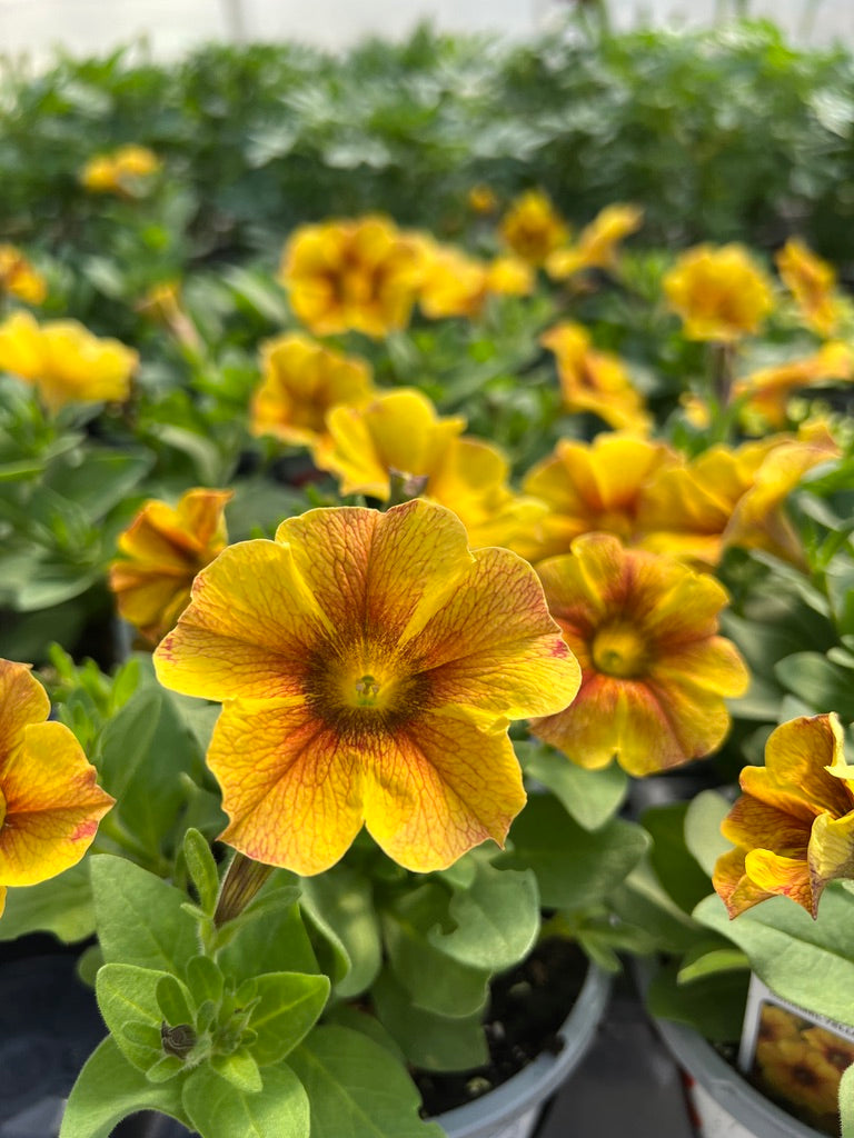 Yellow flowers with green leaves in a greenhouse setting