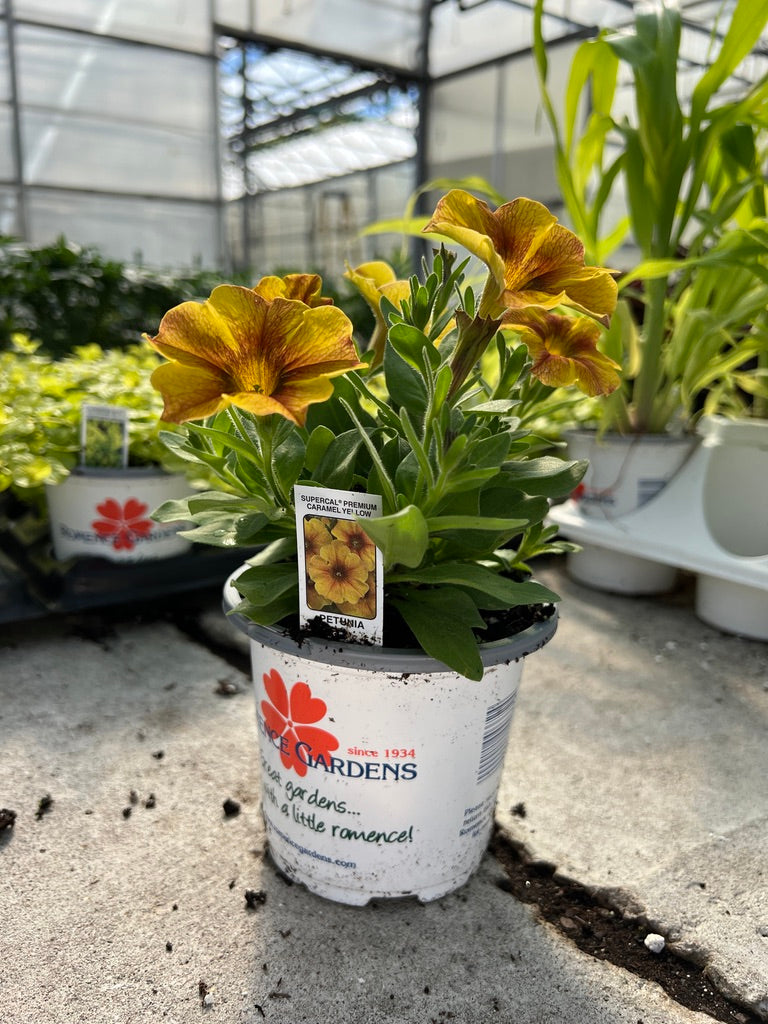 Potted plant with yellow flowers in a greenhouse setting