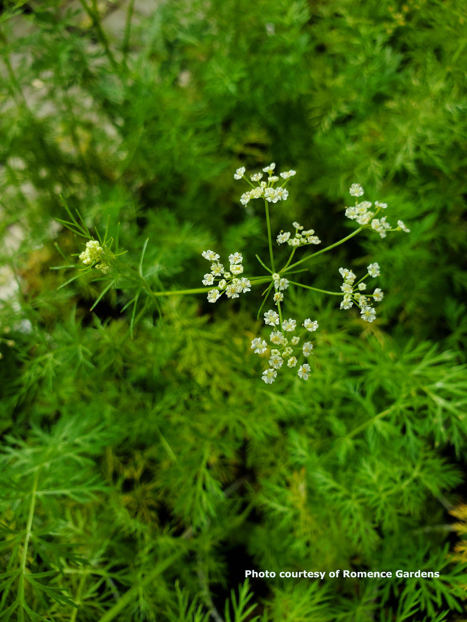 Caraway