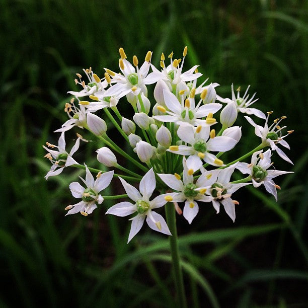 Chives 'Garlic'