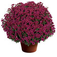 Chrysanthemum 'Cheryl™ Regal Purple'