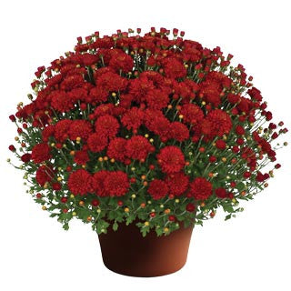 Chrysanthemum Hestia™ Hot Red