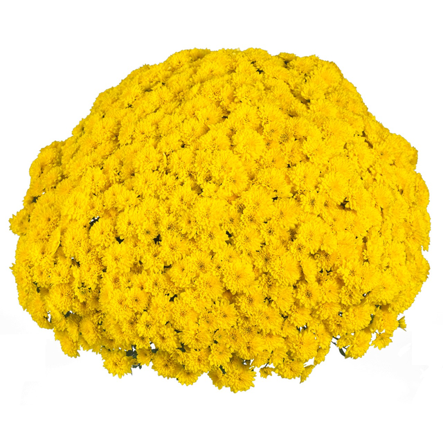 Chrysanthemum 'Vitamum™ Party Yellow'