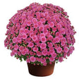 Chrysanthemum Ursula™ Lavender