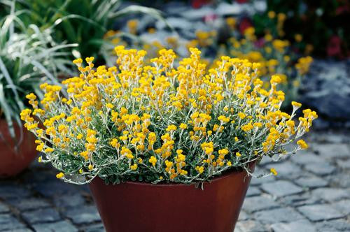 Chrysocephalum apiculatum 'Flambe® Yellow'