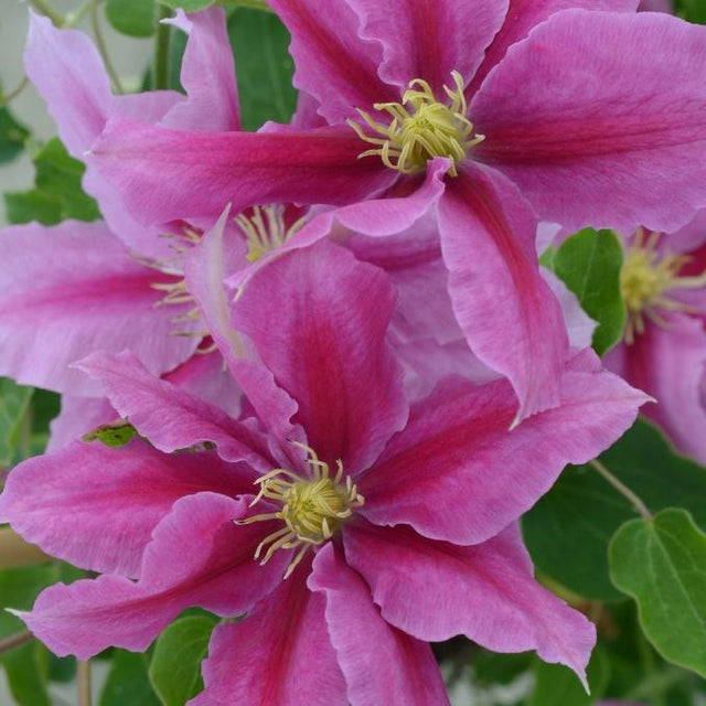 Close-up of pink flowers with green centers on a blurred green background