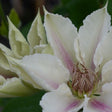 Close-up of a white flower with pink accents on a blurred green background