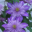 Close-up of purple flowers with green leaves on a blurred background