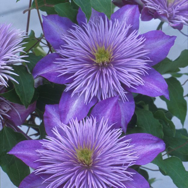 Close-up of purple flowers with green leaves on a blurred background