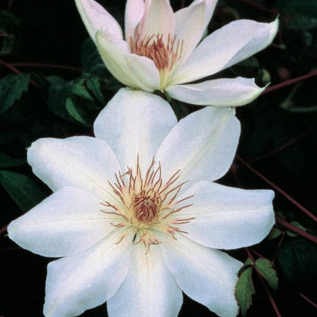 Two white flowers with brown centers on a dark background