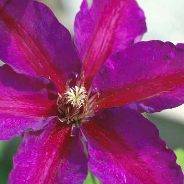 Clematis 'Mrs. N. Thompson'