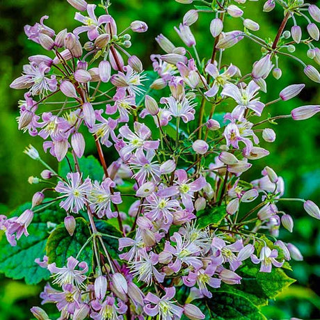 Close-up of pink flowers with green leaves on a blurred green background