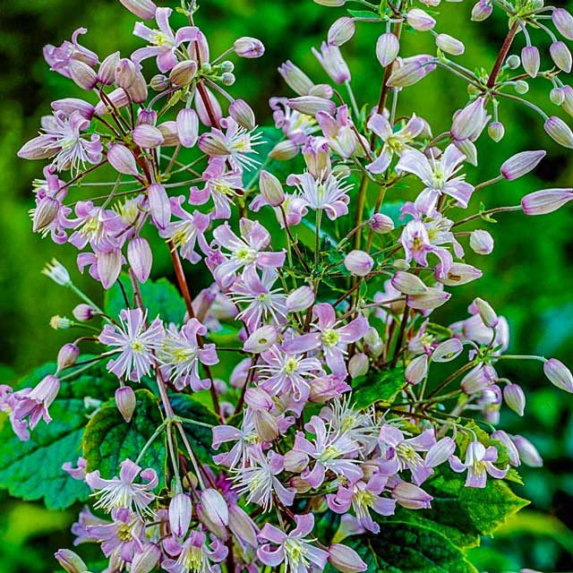 Close-up of pink flowers with green leaves on a blurred green background