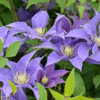 Close-up of purple flowers with green leaves