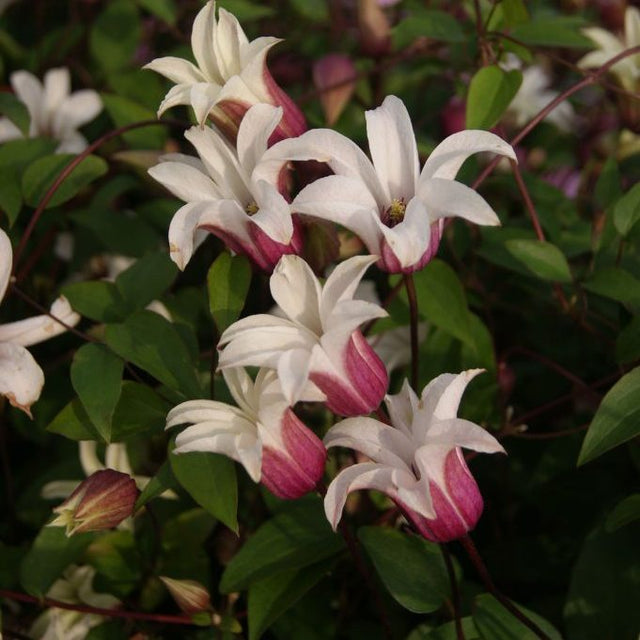 Close-up of white and pink flowers with green leaves