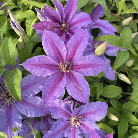 Close-up of purple flowers with green leaves