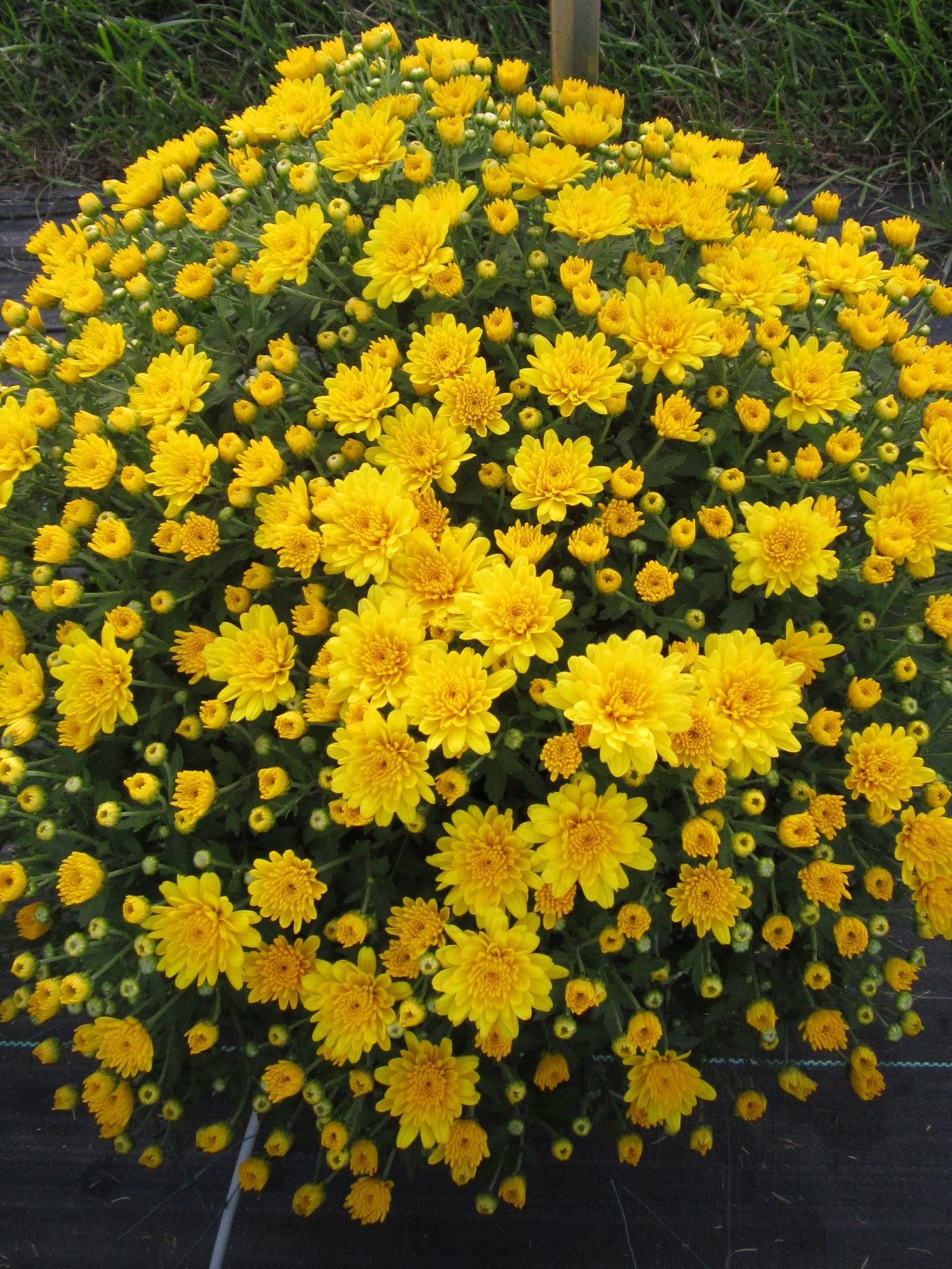 Chrysanthemum 'Belgian Mums© Conella Yellow'