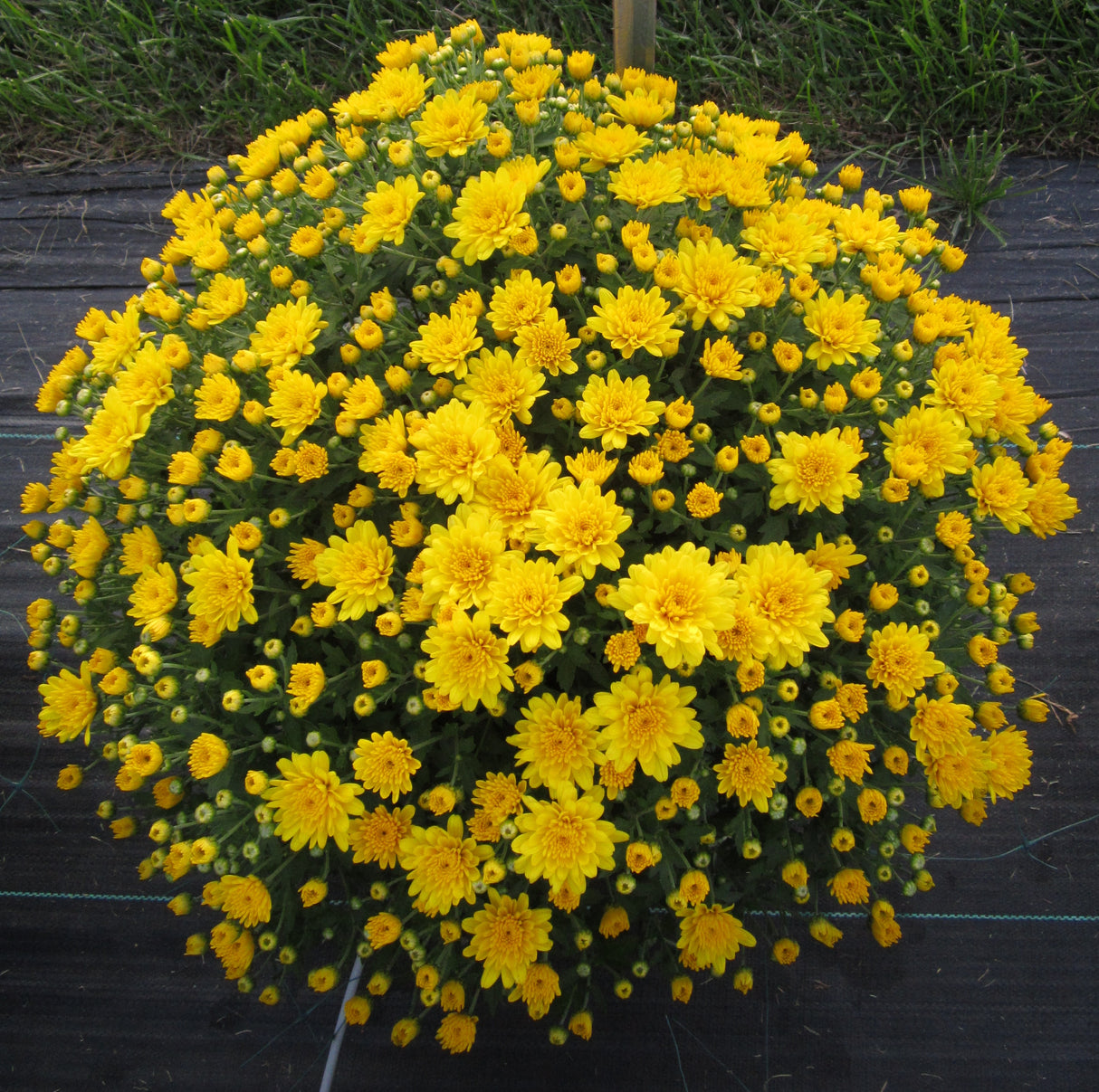Chrysanthemum 'Belgian Mums© Conella Yellow'