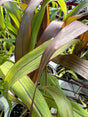 Close-up of green and brown leaves with a blurred background