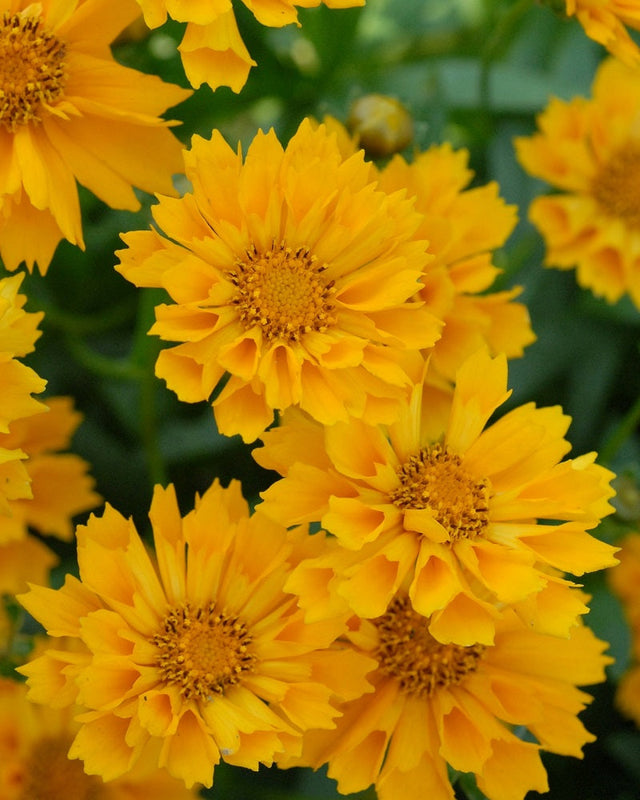 Yellow flowers with a green background