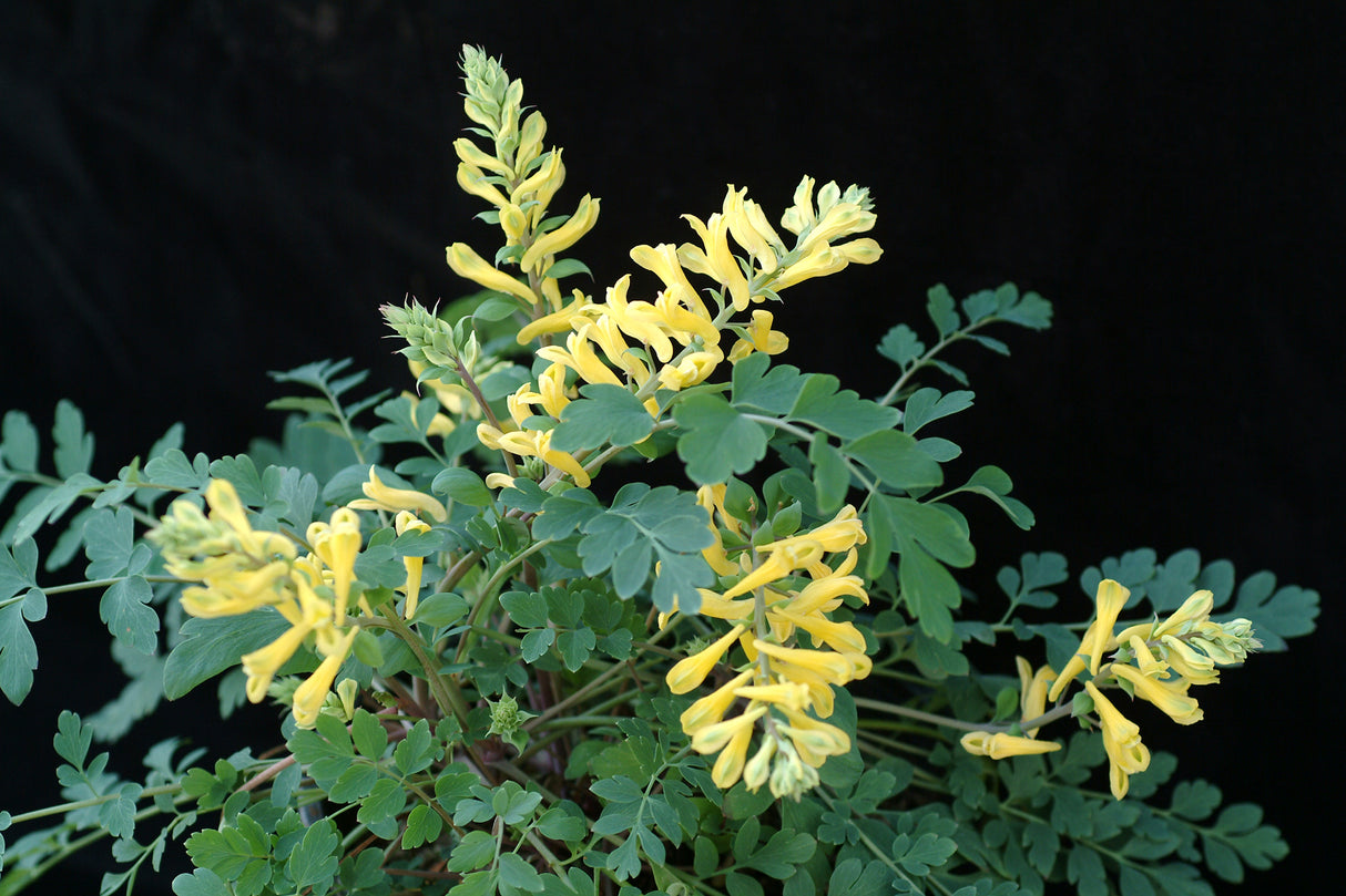 Corydalis 'Canary Feathers'
