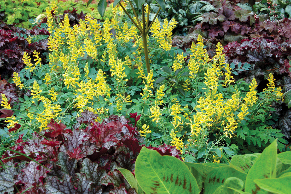 Corydalis 'Canary Feathers'