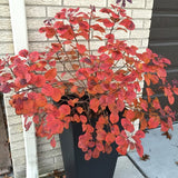 Cotinus Coggygria 'Winecraft Black®'
