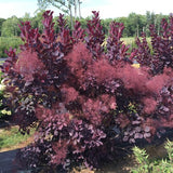 Cotinus Coggygria 'Winecraft Black®'
