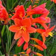 Orange-red flowers over a background of green foliage