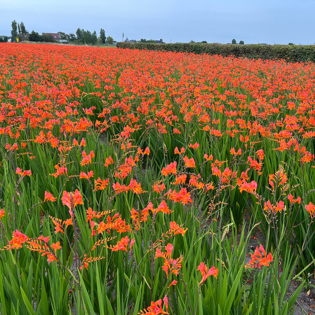 A field of orange-red flower plants 