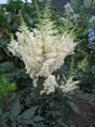 Astilbe chinensis 'Visions in White'