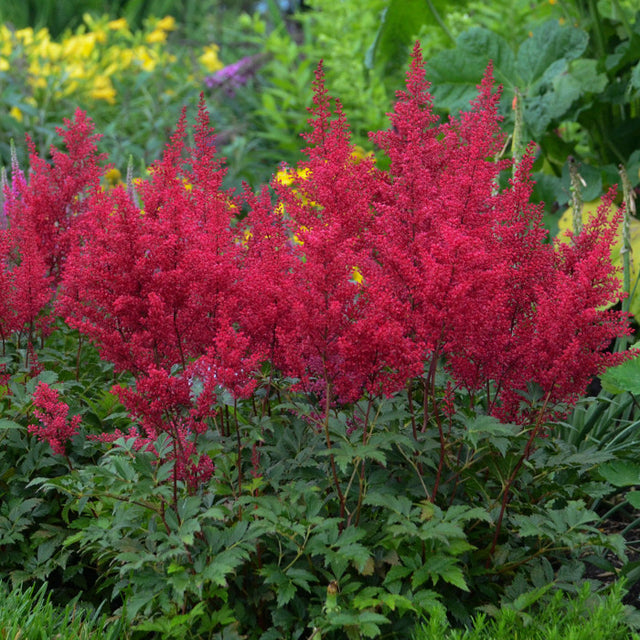 Astilbe japonica 'Red Sentinel'